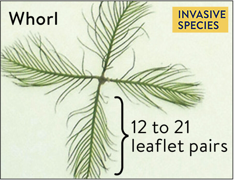 Eurasian Watermilfoil